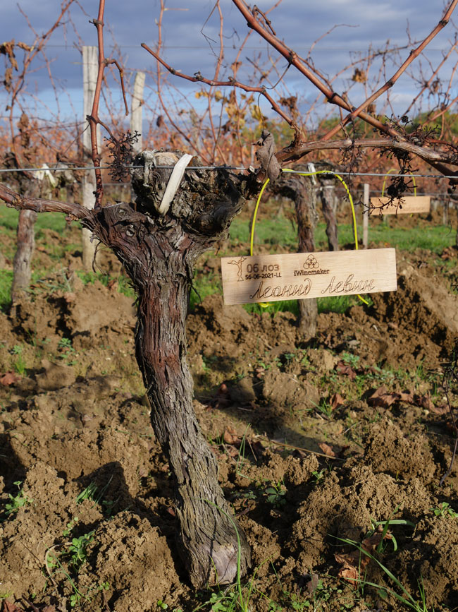 Виноградник на урожай